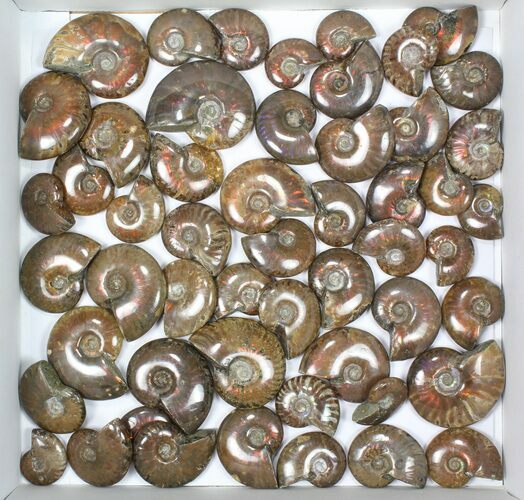 Lot: kg Iridescent, Red Flash Ammonites (-) - Pieces #82497